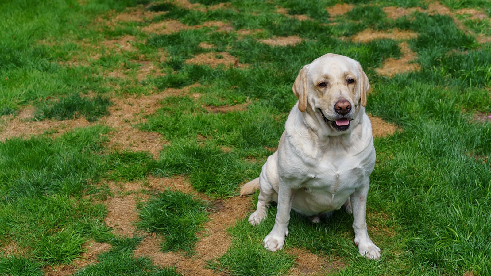 Things You Should Know About How To Fix Dog Urine Spots On Your Lawn