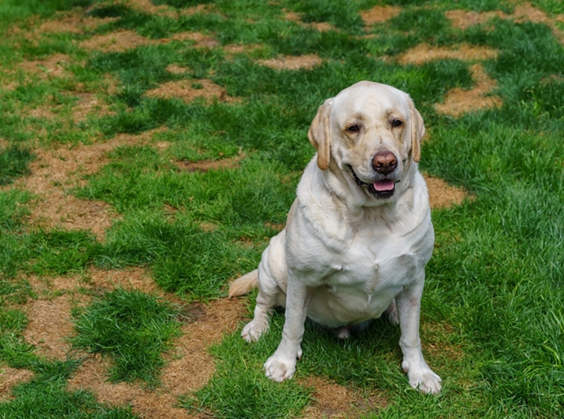 Things You Should Know About How To Fix Dog Urine Spots On Your Lawn
