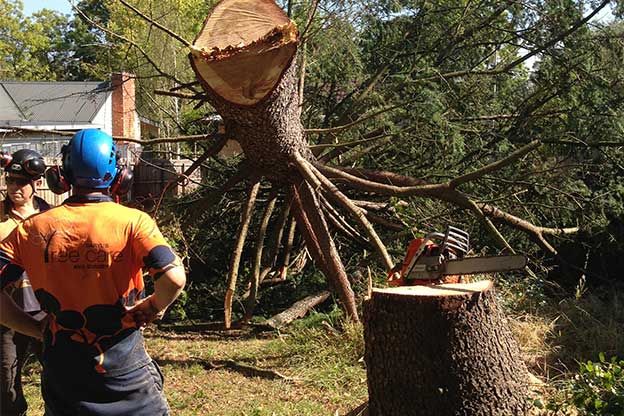 Expertise in Tree Care