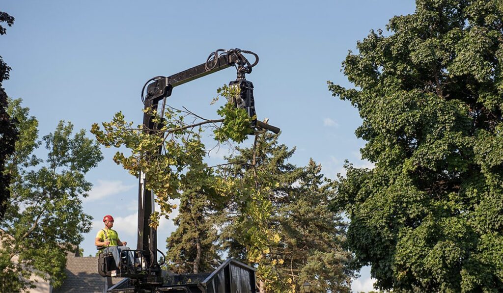 Tree Care Services