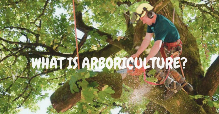 Expert Tips for Maintaining Healthy Trees – Insights from a Calgary Tree Doctor
