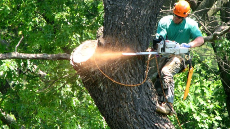 tree service Saskatoon