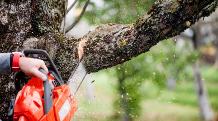 tree doctor