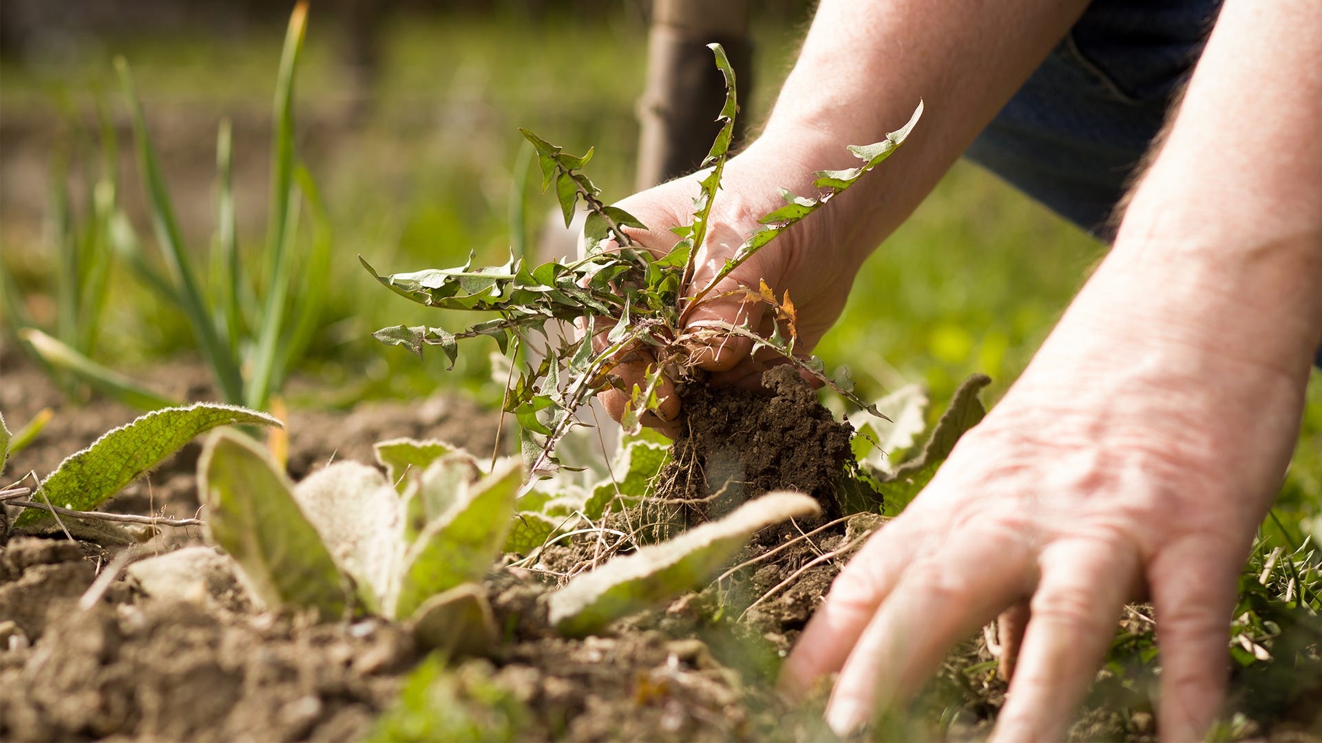 Best Lawn Weed Control in Calgary for Long-Lasting Results Guaranteed