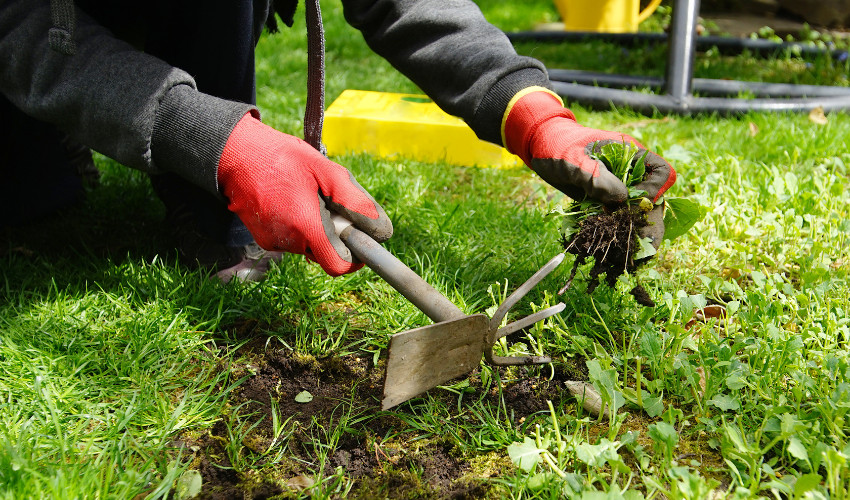Weed removal in Calgary