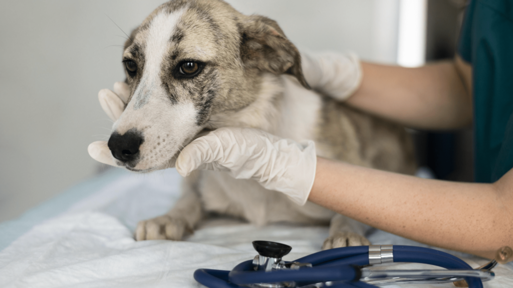 Dog care in Encino