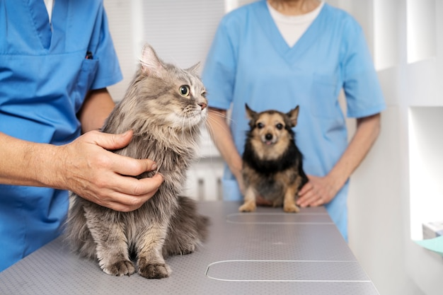 Inside Your Veterinary Clinic in Encino: What Actually Happens