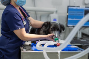 Animal-Hospital-Encino