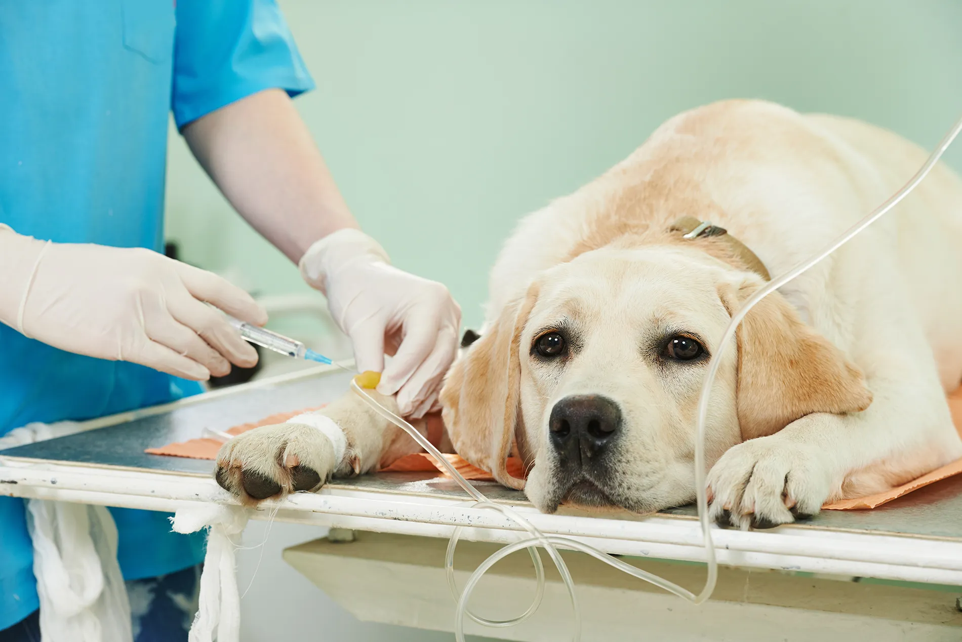 Dog-Hospital