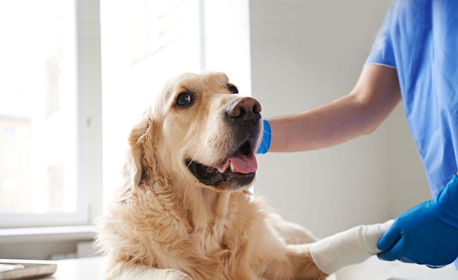 dog hospital in Encino